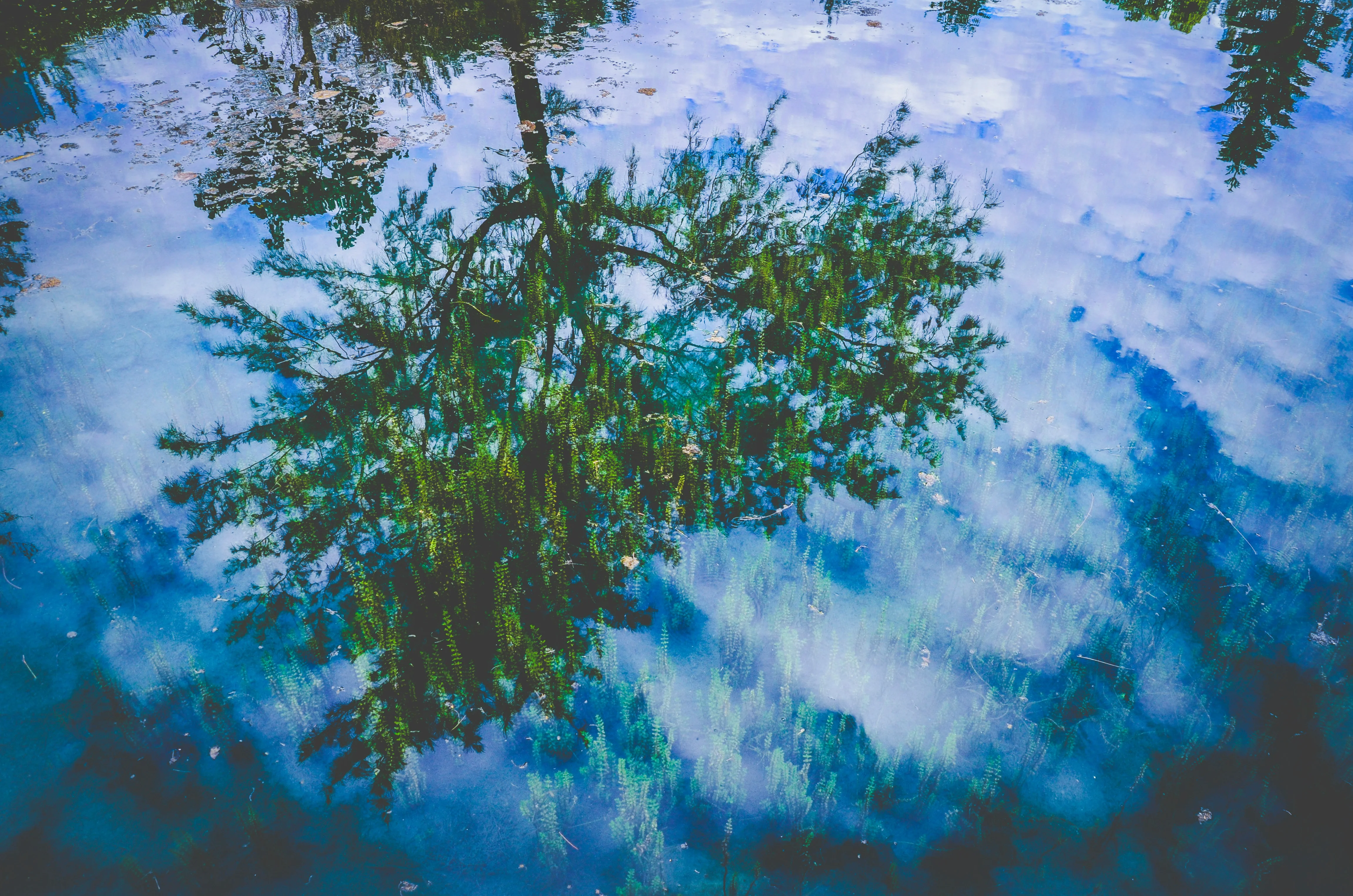 Mastering Algae Control in Austin Ponds: Your Complete Guide to Crystal-Clear Water