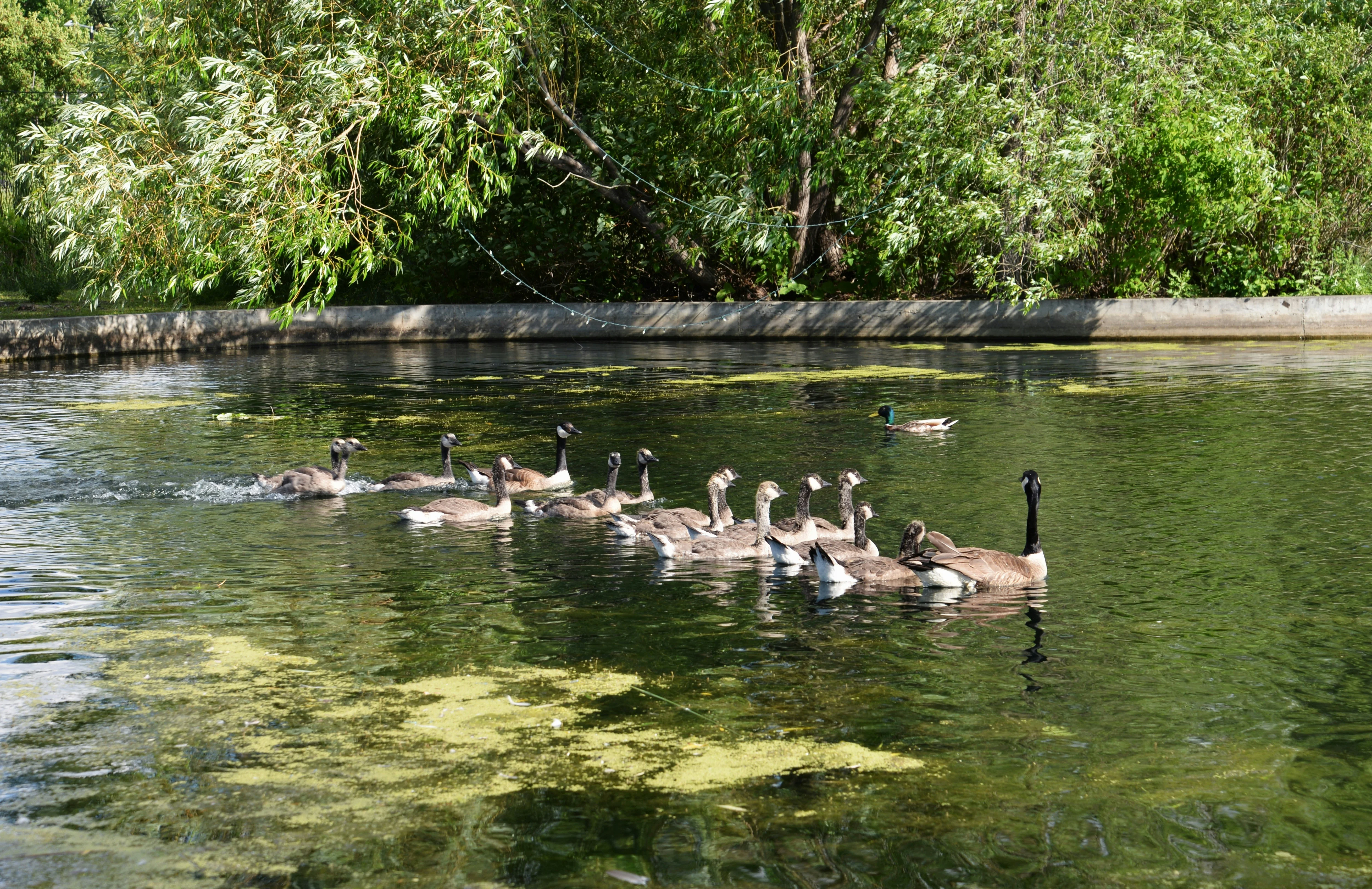 Natural Algae Control Solutions for Austin, TX Ponds That Last