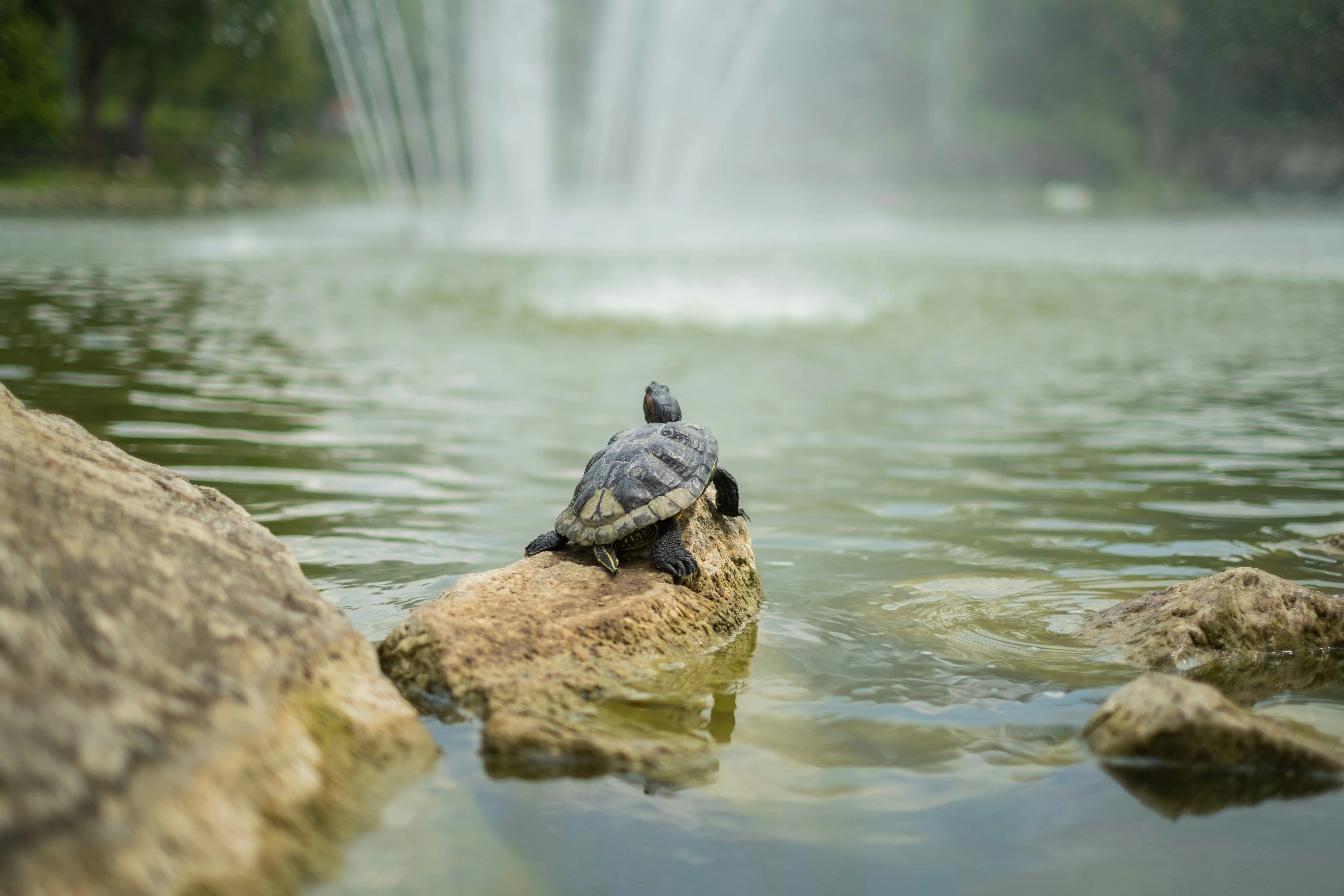 Replacing vs Repairing Pond Pumps in Austin, TX: What's the Smarter Choice?