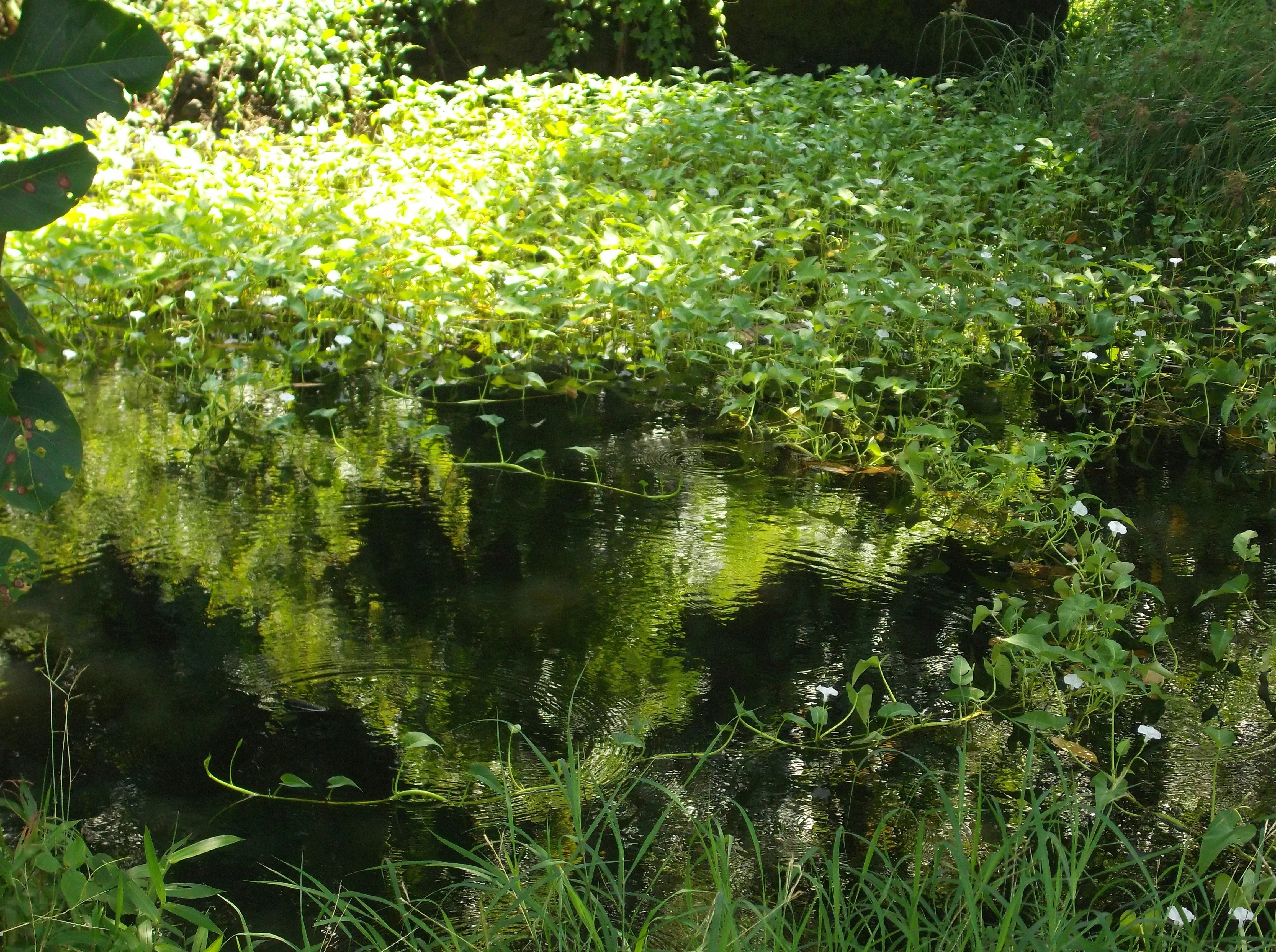 Water Garden Plants That Thrive in Texas
