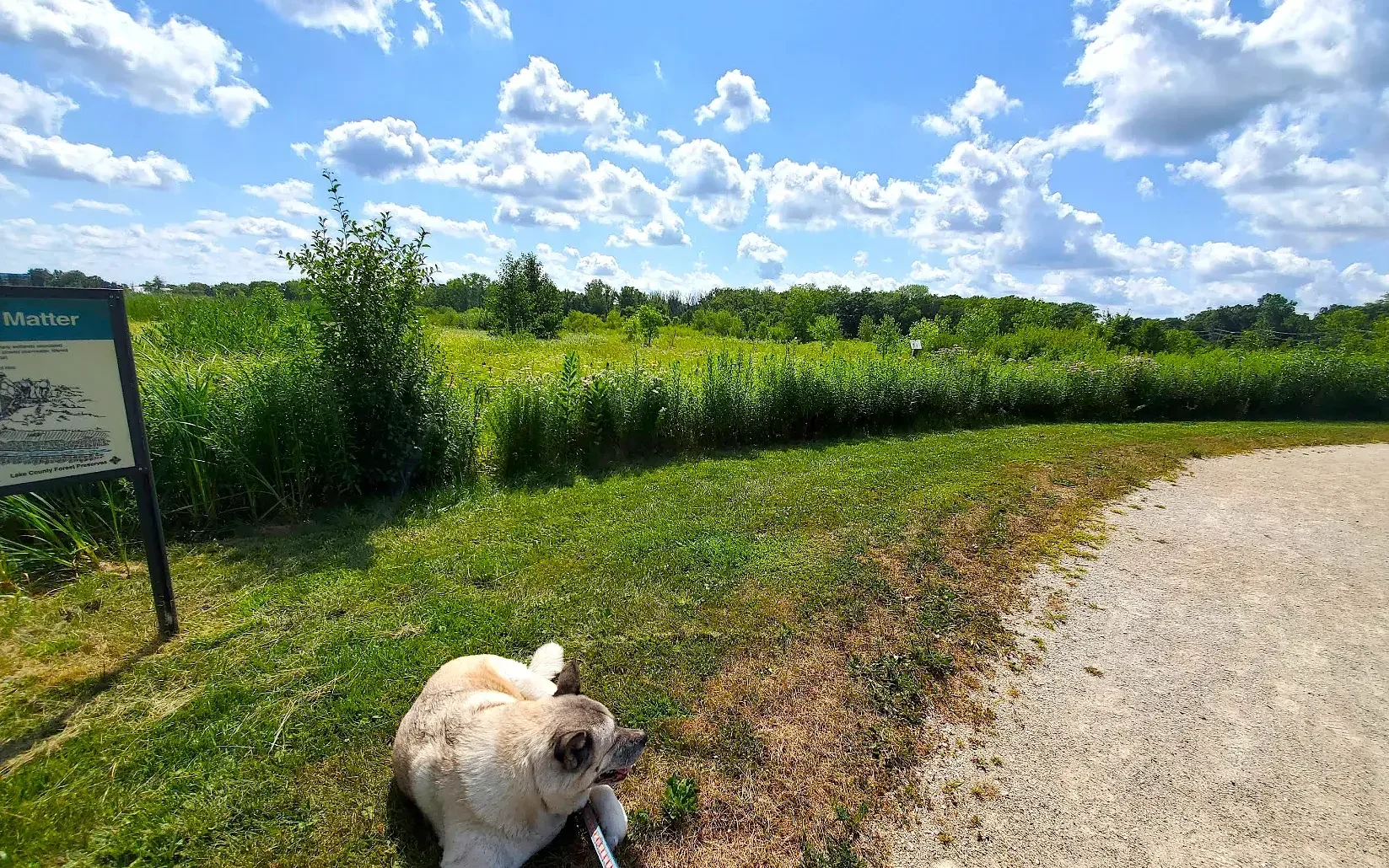 Exploring the Natural Beauty of Centerpoint Preserve: A Hidden Gem in Northlake, IL