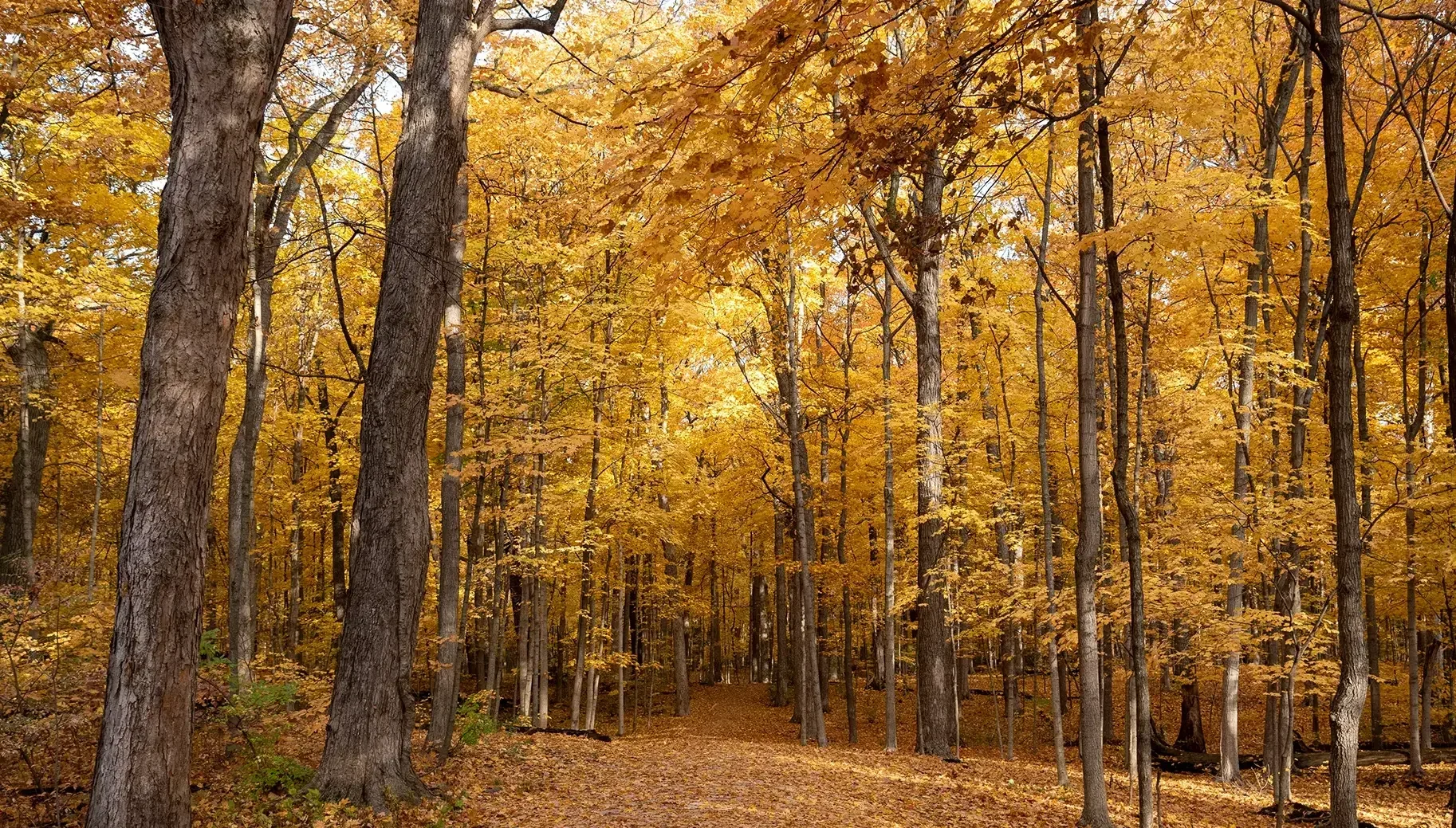 How to Choose the Right Safe for Your Business Needs With Locksmith Assistance