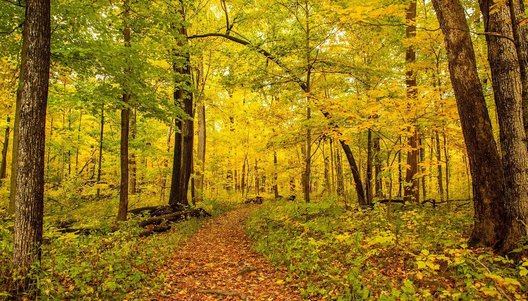 Skate Into Fun at Willowbrook Ice Arena: A Must-Visit Spot in Willowbrook, IL