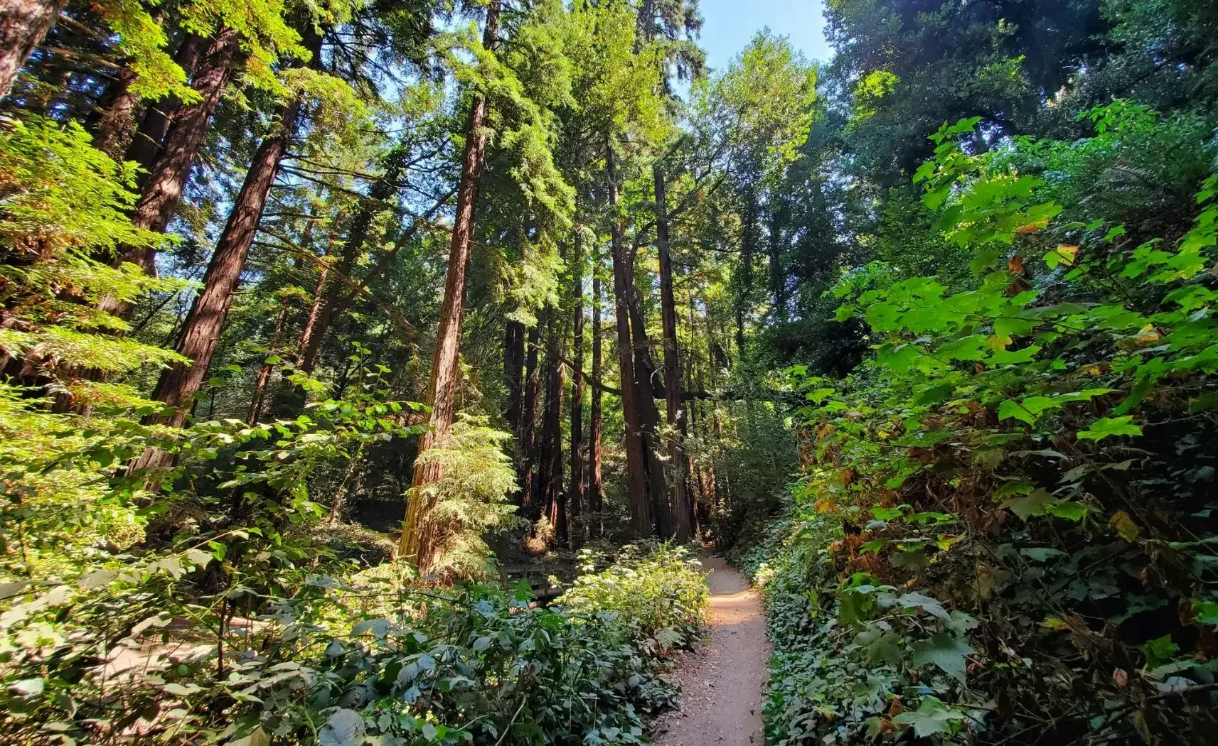 SF Bay Automatic Gates: Excellence in Gate Repair Services