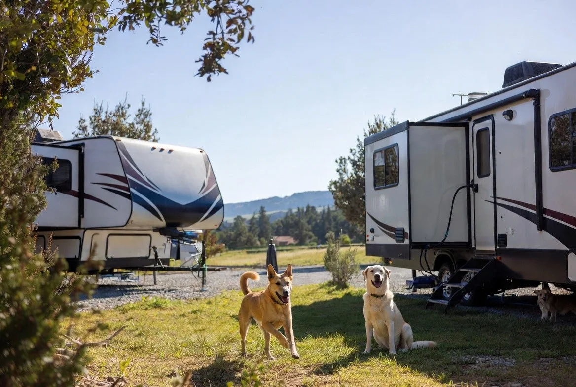 Traveling with Dogs in an RV: Essential Campground Tips